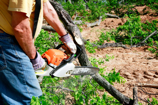 Tree Service Company in Belle Plaine, KS